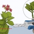Dyrkning af kalanchoe