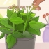 Beskæring af kalanchoe