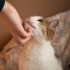 Opdragelse af katte
