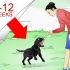 Labrador retriever træning