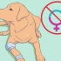 Opdræt af labradorer