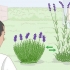 Dyrkning af lavendel i potter