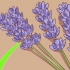 Beskæring og høst af lavendel