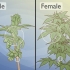At skelne mandlige cannabisplanter fra kvindelige