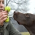 Leger med din hund