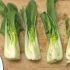 Tilbered pak choi