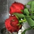 Fremstilling af parfume af rosenblade
