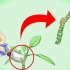 Plumeria stiklinger