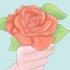 Plantning af roser