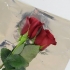 Holder roser friske
