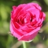 Tørring af rosenblade