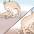 Genkendelse af skabb hos hunde