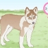 Opdrætter siberian huskies