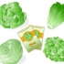 Salatplanter