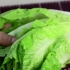 Holde salat frisk