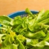 Frysning af chard