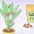 Dyrkning af strelitzia