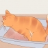 Reduktion af stress hos katte