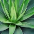 Drikke tequila