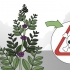Test om en plante er spiselig