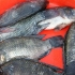 Grillning af tilapia
