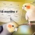 Opdræt af cockatiels