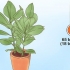 At tage sig af en ficus