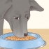 Pasning af en labrador retriever