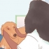 Pasning af en gravid hund