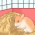 Pasning af hamsterbørn