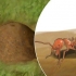 Bekæmpelse af ildmyrer
