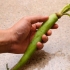 Forbereder wasabi
