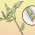 Beskæring af weigela