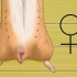 At vide, om din hamster er gravid