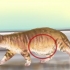 Diagnosticering af orme hos en kat