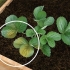 Fix root rot
