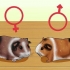 Se om dit marsvin er gravid