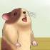Hold din hamster kølig i varmt vejr