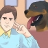 Pasning af en rottweiler-hvalp