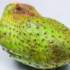 At lave soursop juice